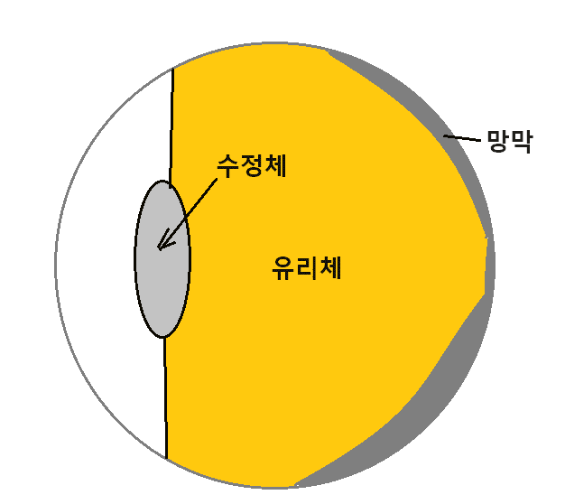 눈의 구조
